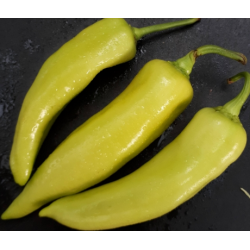 Türkischer Paprika "Carli"