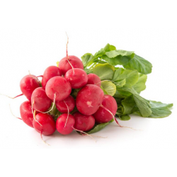 Radieschen Bund