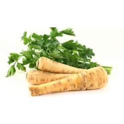 Petersilienwurzel