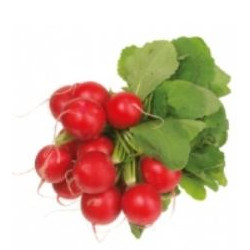 Radieschen BUND